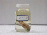 藏品(大鱗大眼鯛)的圖片